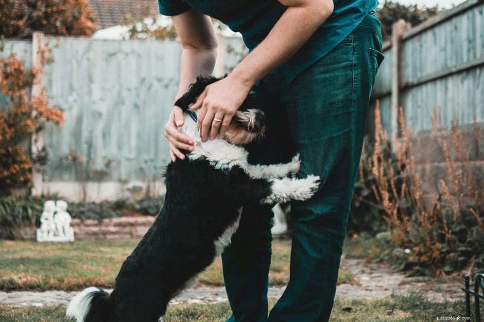 Top 5 Tips Every First-Time Dog Owner Should Know