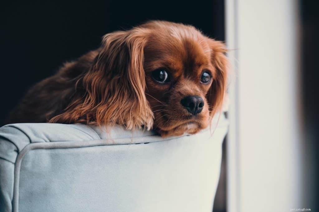 5 Essential Tips to Stress‑Free Move Your Pets Safely
