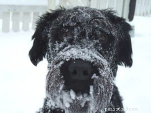 Preparing Your Dog for Winter: Expert Tips & Safety Guidelines