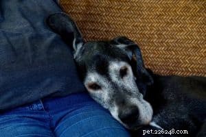 CBD Oil for Dogs: A Trusted Guide to Arthritis Relief