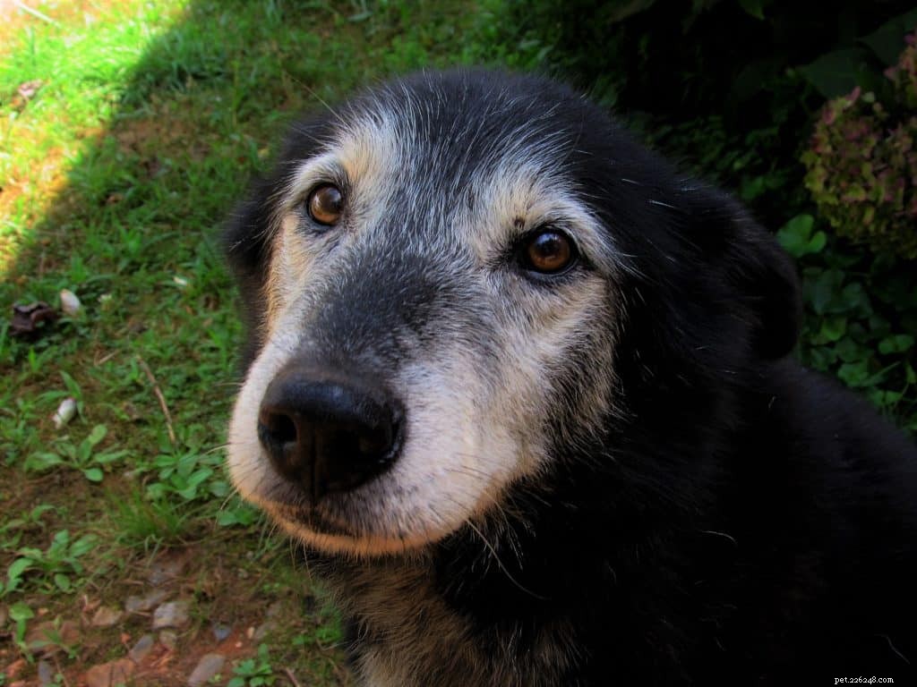 CBD Oil for Dogs: A Trusted Guide to Arthritis Relief