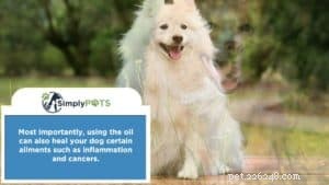 CBD Oil for Dogs: A Trusted Guide to Arthritis Relief