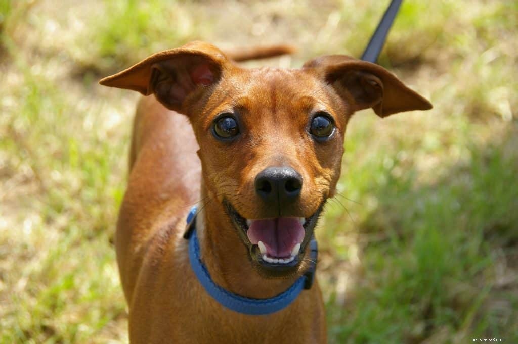 Veterinarian’s Guide to the Ideal Dog Diet