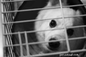 Choosing the Perfect Indoor Dog Kennel: A Comprehensive Guide