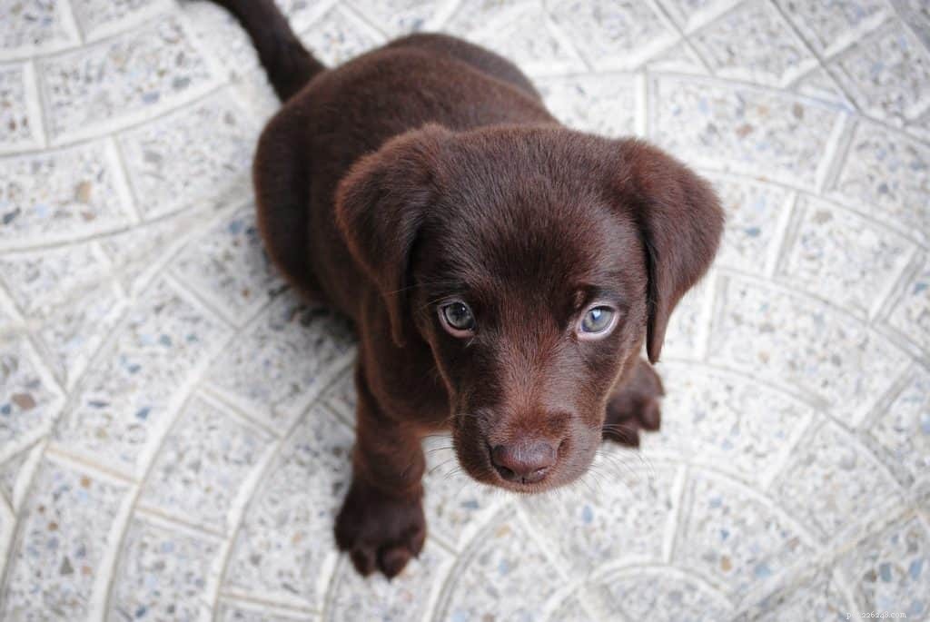 Understanding Your Dog s House Messes: Why They Matter and How to Respond