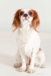 Understanding Your Dog s House Messes: Why They Matter and How to Respond