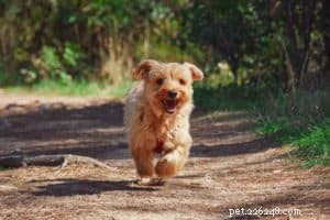 Dog and Cat Constipation – When to Worry About Your Pet’s Health