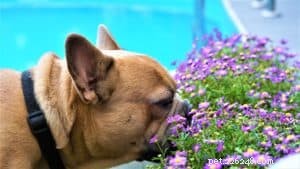 Top Dog-Friendly Houseplants: Safe, Stylish, and Pet-Approved