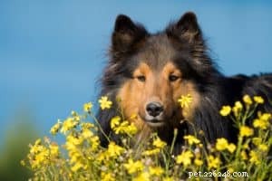 Top Dog-Friendly Houseplants: Safe, Stylish, and Pet-Approved