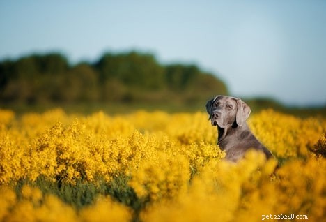 Top Dog-Friendly Houseplants: Safe, Stylish, and Pet-Approved