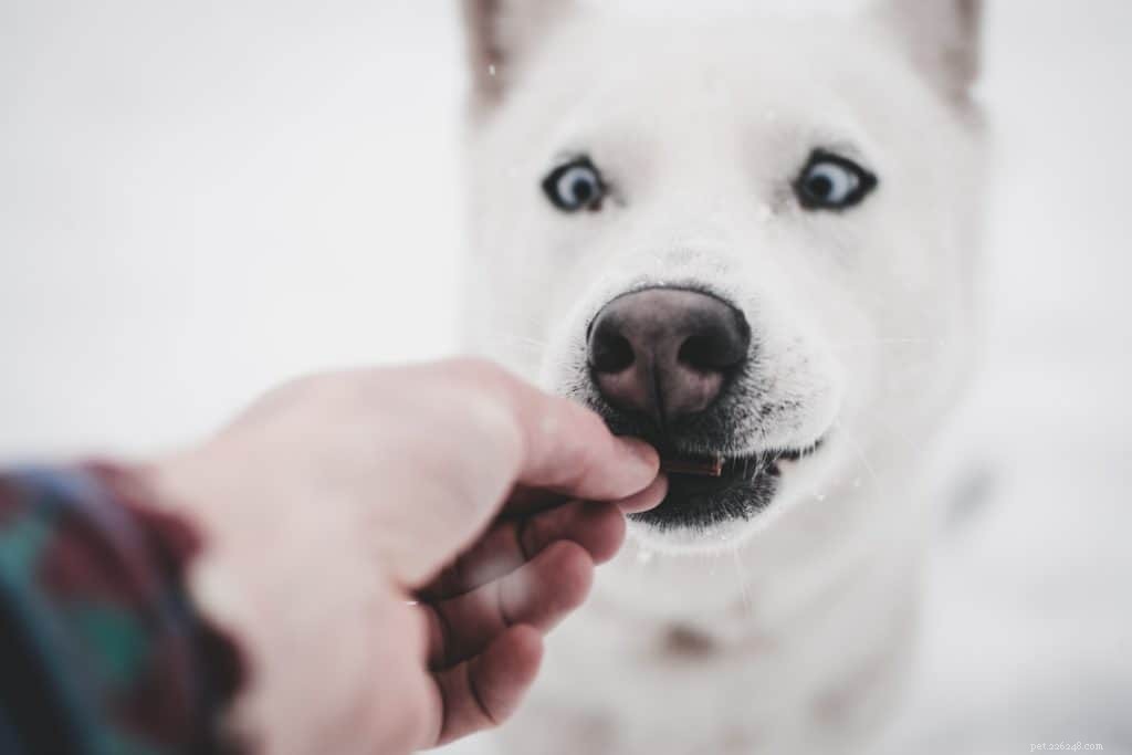 Delicious, Low‑Calorie Halloween Treats for Overweight Dogs