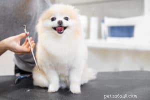 Key Factors for Selecting the Best Dog Grooming Service