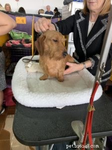 Key Factors for Selecting the Best Dog Grooming Service