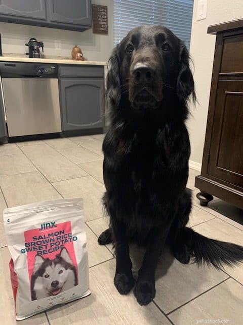 Jinx Dog Food: Premium Nutrition for Modern Dogs