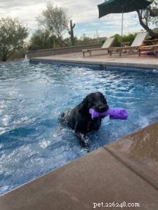Jinx Dog Food: Premium Nutrition for Modern Dogs