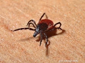 Top Home Pests That Endanger Your Dog: A Must-Read Guide