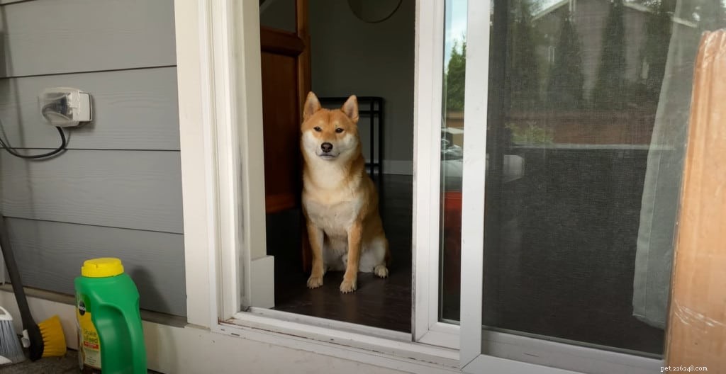 Top Home Pests That Endanger Your Dog: A Must-Read Guide