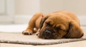 7 Must‑Know Dog Care Tips for Safe Summers