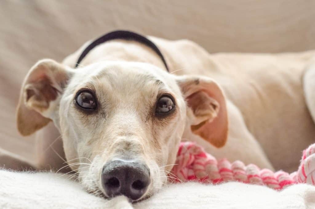 Keep Your Home Spotless with a Boisterous Pup: Expert Cleaning Tips