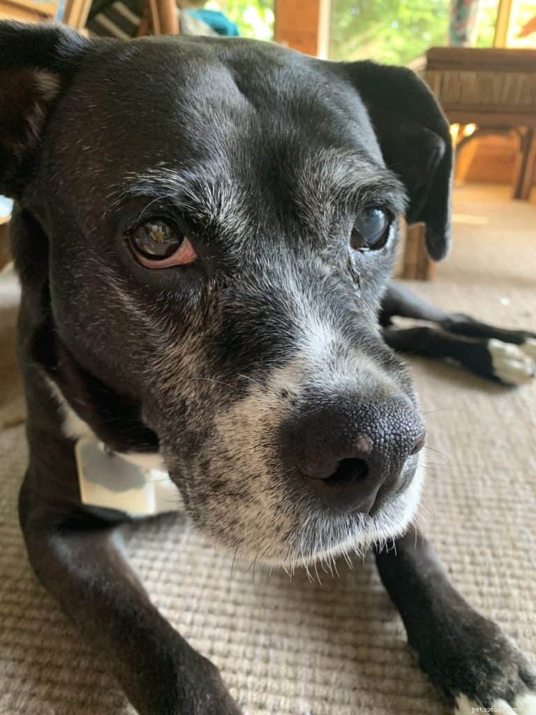 Expert Guide: 4 Essential Tips for Caring for Your Senior Dog