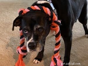 Expert Guide: 4 Essential Tips for Caring for Your Senior Dog