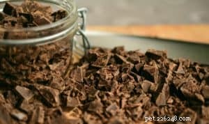 7 Household Items That Are Toxic to Dogs – Protect Your Pet