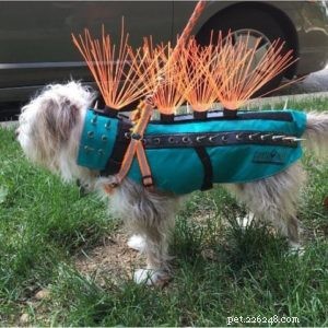Do Coyote-Protective Vests Safeguard Your Dog?