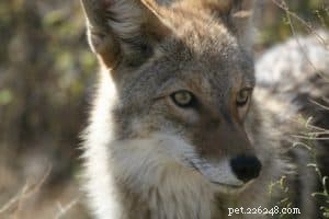 Do Coyote-Protective Vests Safeguard Your Dog?