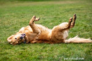 Selecting Top Dog Supplements for Itchy Skin: A Proven Guide