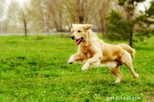 Selecting Top Dog Supplements for Itchy Skin: A Proven Guide