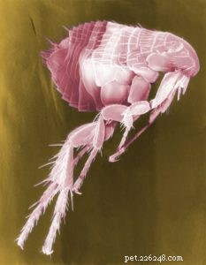 Effective Flea Removal for Dogs: Safe, Quick, and Proven Solutions