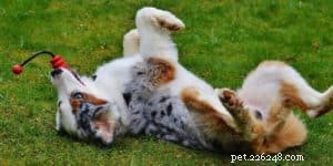 Effective Flea Removal for Dogs: Safe, Quick, and Proven Solutions