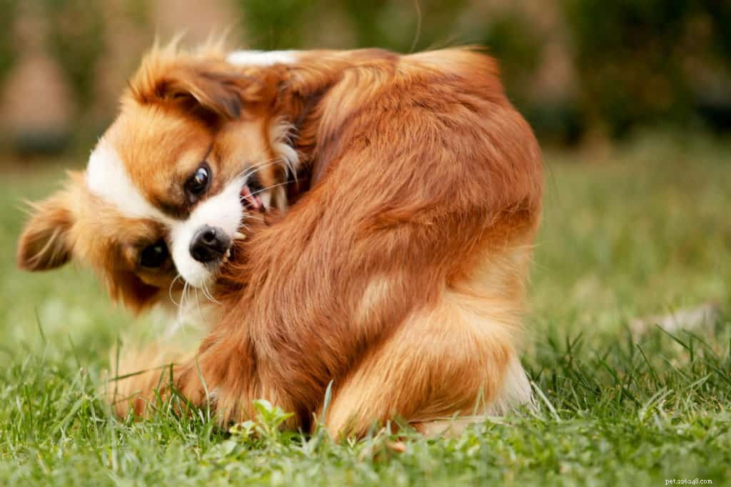 Effective Flea Removal for Dogs: Safe, Quick, and Proven Solutions