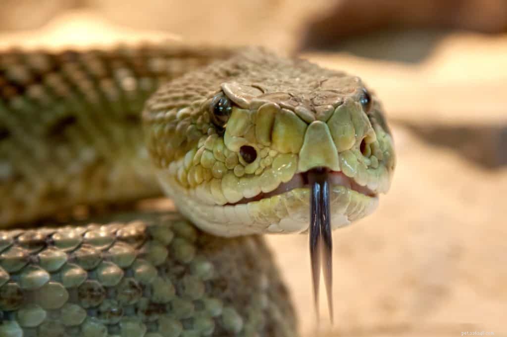 Protect Your Dog from Summer Snake Bites: Essential Safety Tips