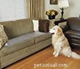 Effective Flea Removal for Dogs: Safe, Quick, and Proven Solutions