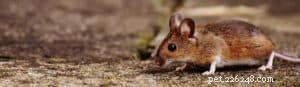 Protect Your Dog from Summer Snake Bites: Essential Safety Tips