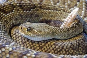 Protect Your Dog from Summer Snake Bites: Essential Safety Tips