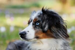 How a Keto Diet Can Boost Your Dog’s Health: Key Benefits Explained
