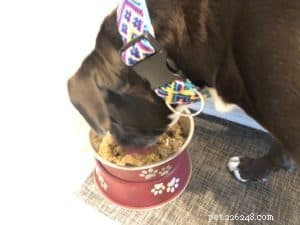 How a Keto Diet Can Boost Your Dog’s Health: Key Benefits Explained