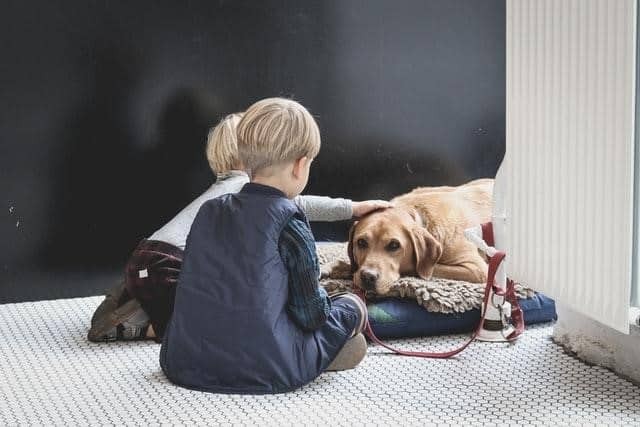 How to Protect Your Dog from Fleas: Essential Dos & Don’ts