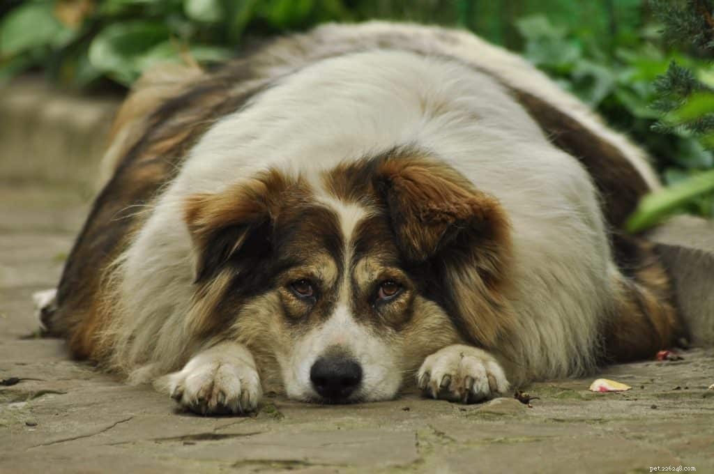 How to Determine if Your Dog is Overweight and Steps to Help