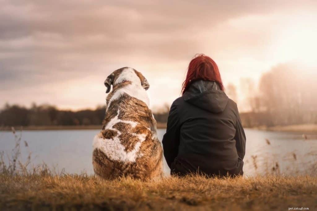 The Ultimate Guide to Caring for Your Dog: Expert Tips & Essentials