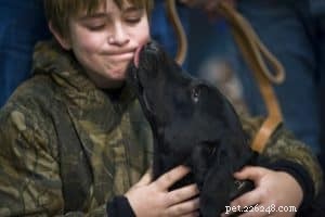 The Ultimate Guide to Caring for Your Dog: Expert Tips & Essentials