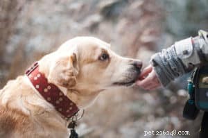 The Ultimate Guide to Caring for Your Dog: Expert Tips & Essentials