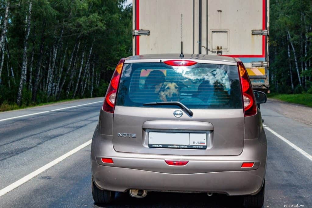 Acupuncture for Canine Car Sickness: A Proven Remedy
