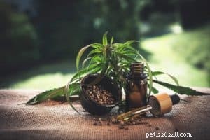 CBD for Dogs: Essential Guide to Safe Use & Benefits