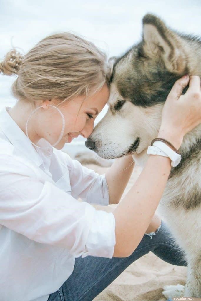 CBD for Dogs: Essential Guide to Safe Use & Benefits