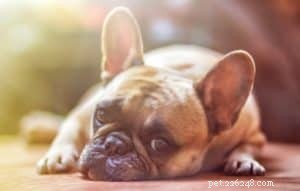 CBD for Dogs: Essential Guide to Safe Use & Benefits