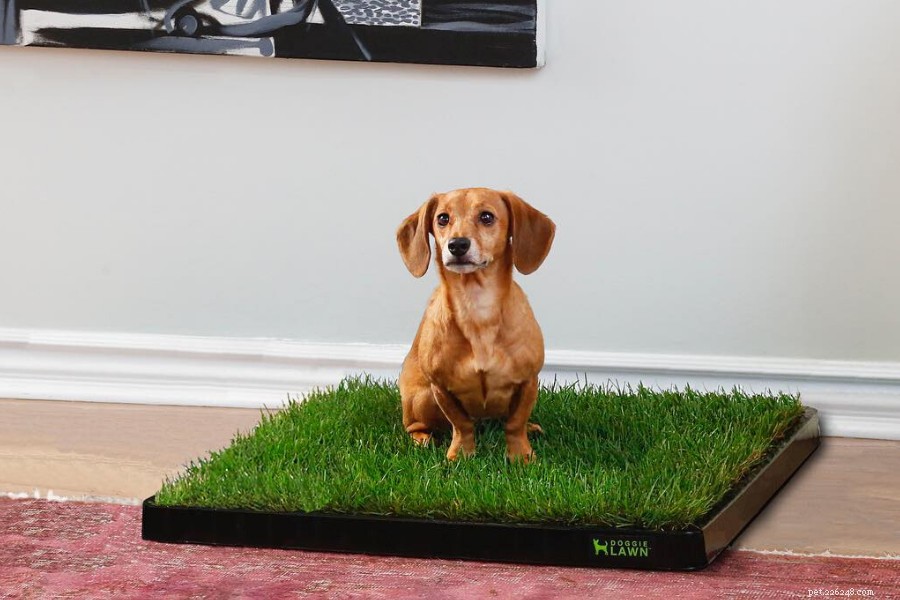 DoggieLawn: Eco‑Friendly Hydroponic Grass for Indoor & Outdoor Dog Potty