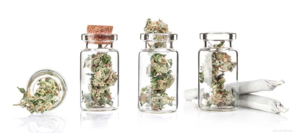Should You Let Your Dog Use CBD Flowers? A Comprehensive Guide